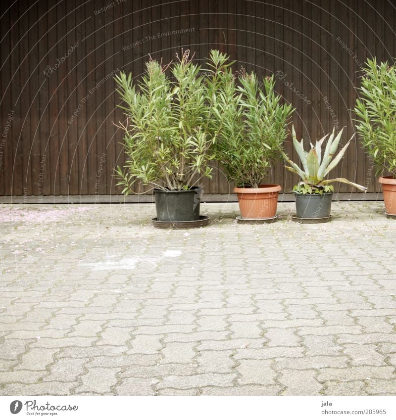 yard Plant Pot plant Places Stone Wood Brown Gray Green Paving stone Colour photo Exterior shot Deserted Copy Space bottom Day Long shot Copy Space left