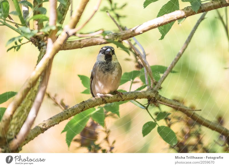 sparrow in a tree Environment Nature Plant Animal Sun Sunlight Climate Beautiful weather Tree Wild animal Bird Animal face Wing Claw Sparrow Beak Feather 1