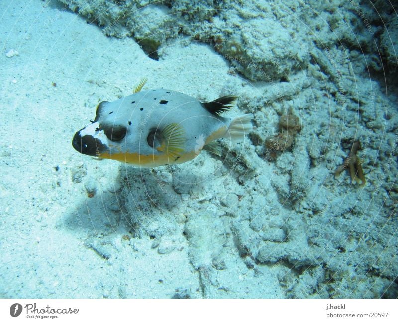 masked boxfish Underwater photo Coral Dive Diving equipment Ocean Beach Fish Water wings sea dweller