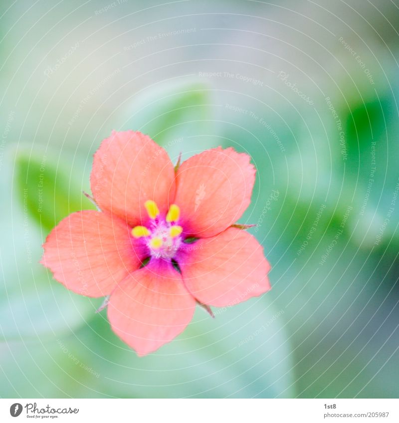 often overlooked Environment Nature Plant Flower Blossom Small Delicate Blur Pollen Blossom leave Colour photo Macro (Extreme close-up) Deserted Copy Space top