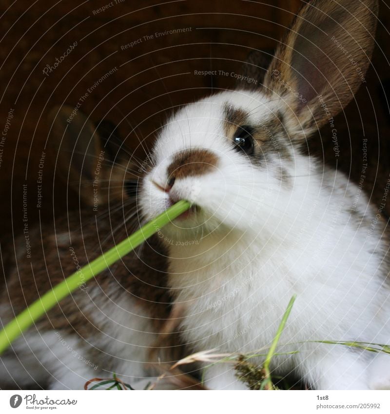 BarHase Environment Nature Plant Animal Pet Farm animal Hare ears To feed Feeding To enjoy Juicy Whimsical Blade of grass Straw Suck Pelt Colour photo