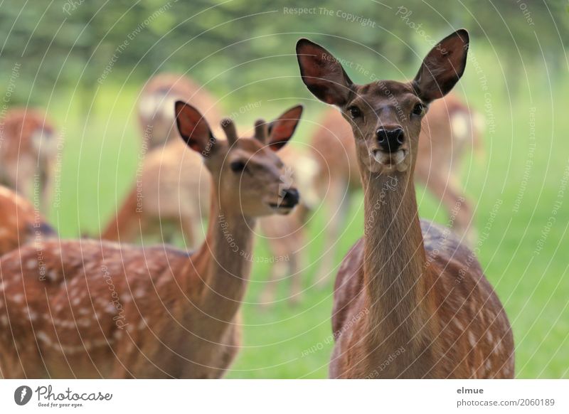 CLICK sika sikawild Sika deer Buck Deer Ear Patch Drawing Group of animals Observe Communicate Looking Stand Uniqueness Brown Happy Contentment Trust