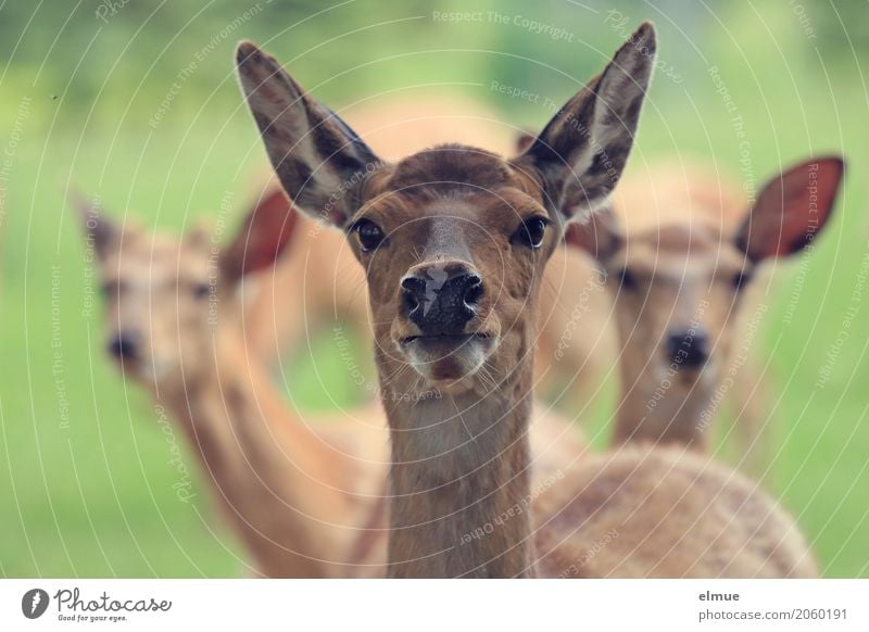 inquisitiveness Pelt Sika deer sikawild Ear Eyes Wild animal Group of animals radar cone Observe Communicate Stand Together Near Brown Trust Curiosity Interest