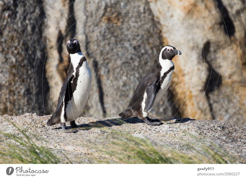 What's going on??? Nature Landscape Spring Summer Beautiful weather Coast Beach South Africa Animal Wild animal Animal face Pelt Penguin 2 Pair of animals Stone
