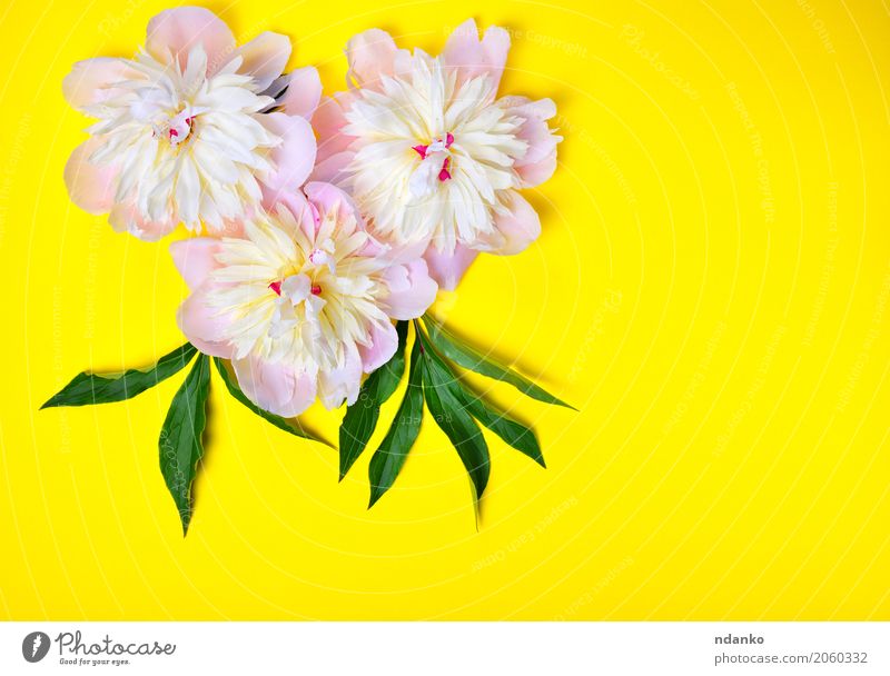 Three pink peony flowers on a yellow background Feasts & Celebrations Valentine's Day Mother's Day Birthday Nature Plant Flower Leaf Blossom Bouquet Fresh