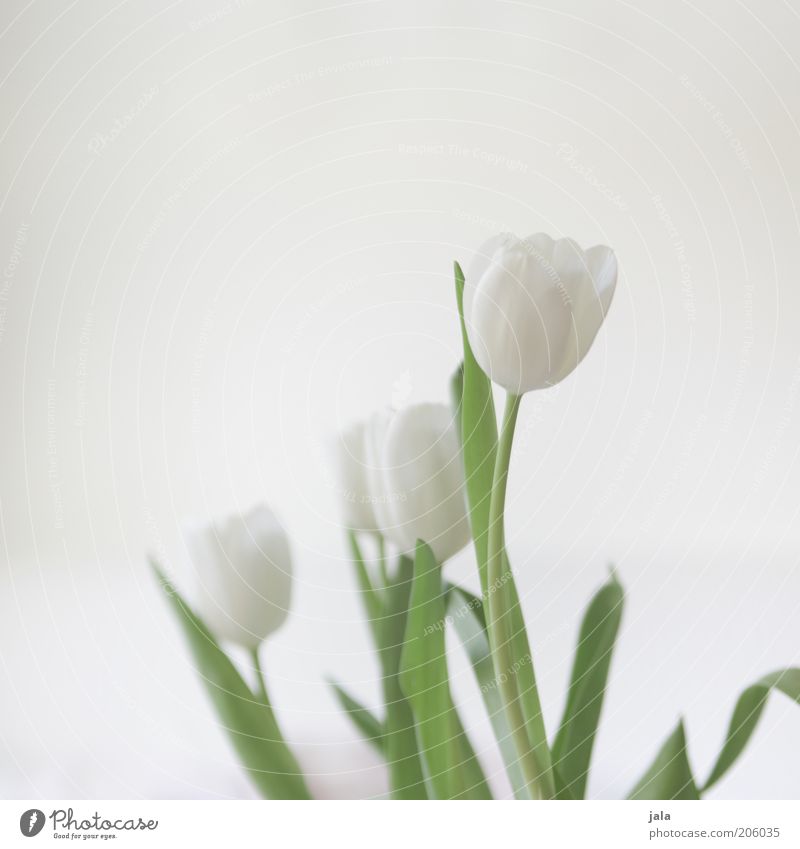 White on White Plant Flower Tulip Blossom Esthetic Beautiful Green Bright Colour photo Interior shot Deserted Neutral Background Day Bouquet Elegant
