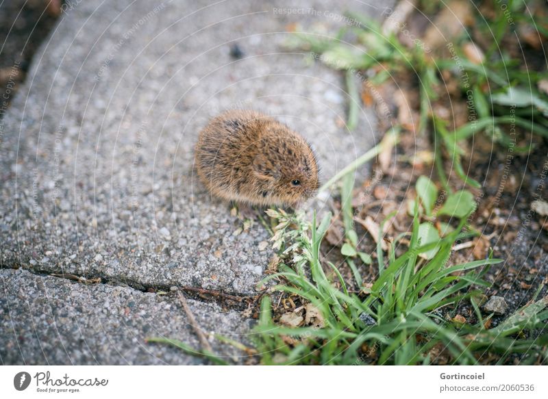 https://www.photocase.com/photos/2060536-ground-mouse-town-street-animal-wild-animal-mouse-photocase-stock-photo-large.jpeg