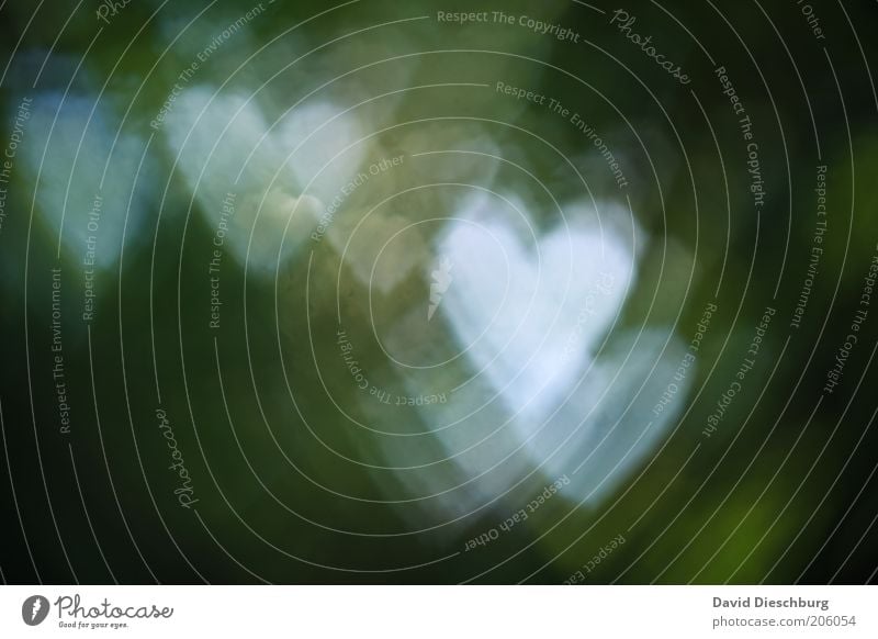 I love mother nature Green White Love Heart Heart-shaped Light Sign Symbols and metaphors Phenomenon Emotions Colour photo Exterior shot Shadow Contrast