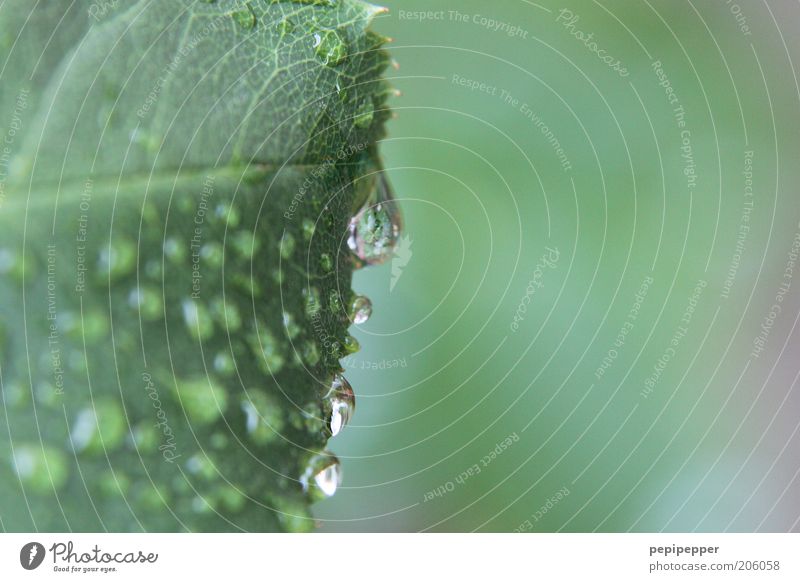 natural perspiration Summer Drops of water Leaf Wild plant Green Colour photo Exterior shot Macro (Extreme close-up) Sunlight Central perspective Wet Damp Fresh