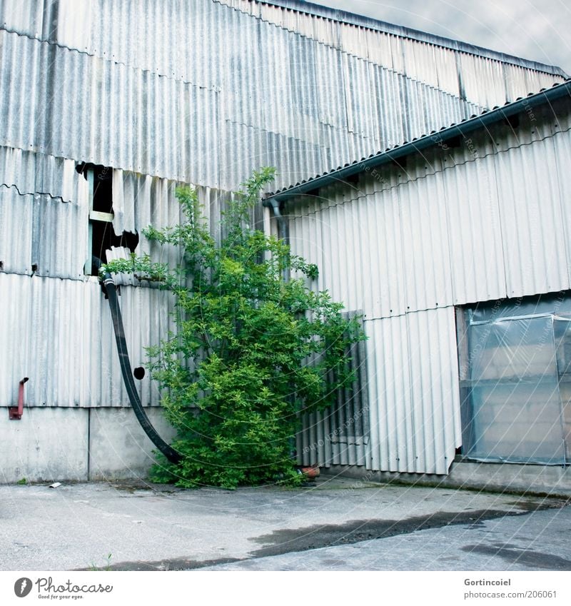 Nature vs. Man Industry Plant Bushes Foliage plant Industrial plant Factory Building Facade Old Green Derelict Hose Corrugated sheet iron Corrugated-iron hut