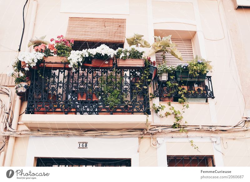 balkonies Small Town Port City Downtown Old town Living or residing Balcony Balcony plant Window box Plant Roller blind Valencia Spain Summery Southern Idyll
