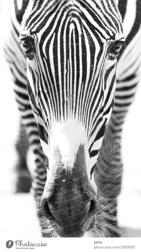 Zebra II Wild animal Animal face 1 Stand Africa Stripe Black & white photo Exterior shot Close-up Deserted Day Shallow depth of field Central perspective