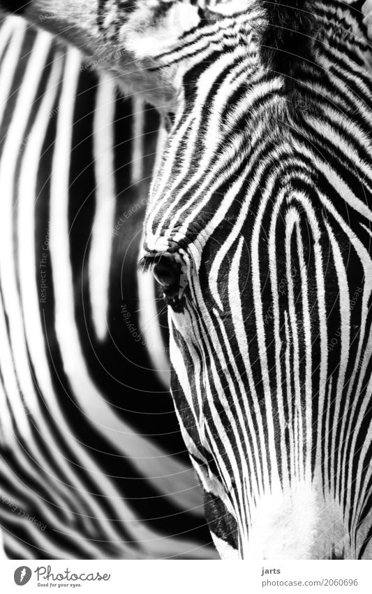 zebra III Wild animal 1 Animal Looking Esthetic Nature Zebra Stripe Black & white photo Exterior shot Close-up Deserted Copy Space left Copy Space top