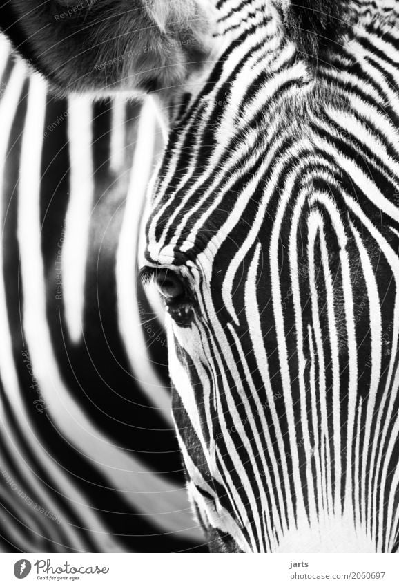 Zebra I Animal Animal face 1 Looking Natural Black White Head Eyes Stripe Africa Black & white photo Exterior shot Close-up Deserted Day Shallow depth of field