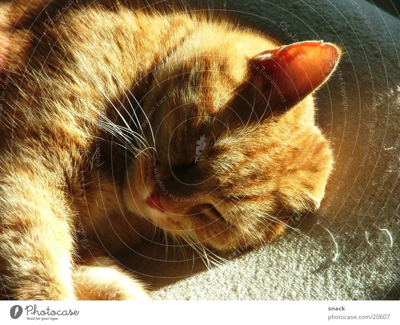 Moritz Sleep Dream Relaxation Domestic cat Sun