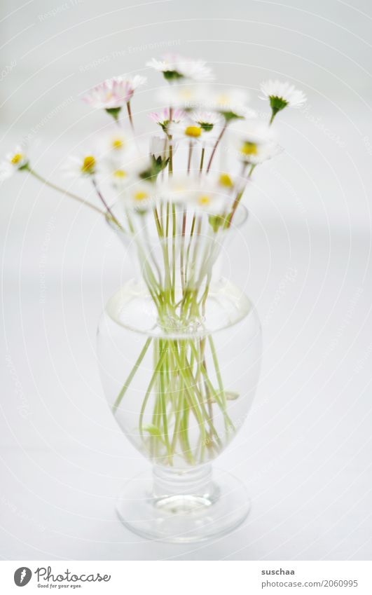 daisies Flower Daisy Bouquet Vase Stalk Blossom Spring Glass Water Bright