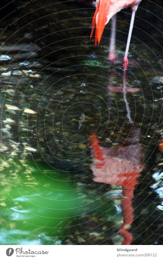 legs Lakeside Animal Flamingo Zoo 1 Stone Water Stand Green Pink Red White Serene Tails Feather Legs Colour photo Detail Deserted Day Artificial light Light