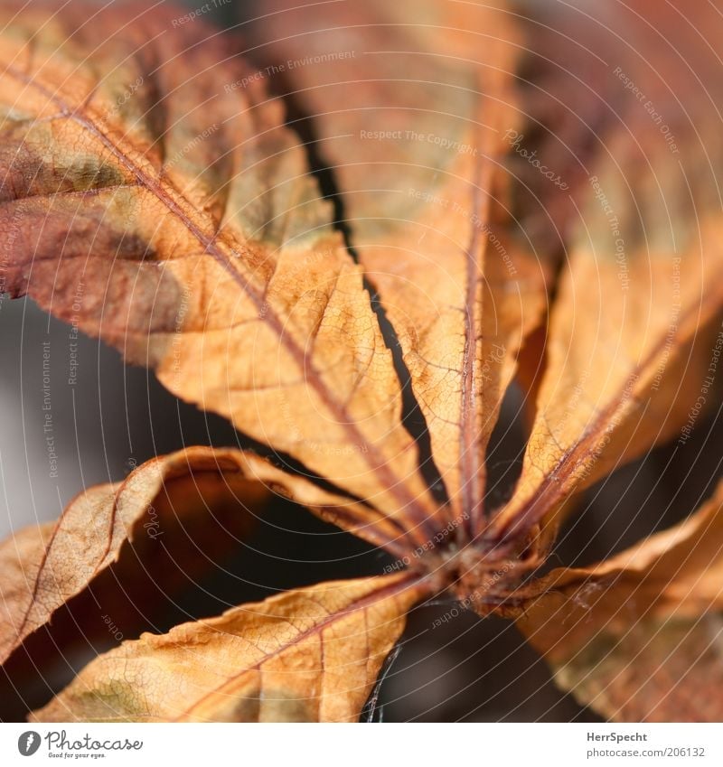 transience Leaf Brown Chestnut leaf Autumnal colours Transience Colouring Colour photo Close-up Detail Macro (Extreme close-up) Copy Space top