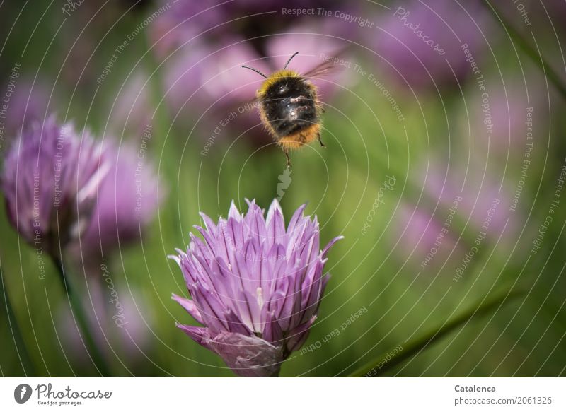 A brisk | pace. Bumblebee flies towards flowering chives Nature Plant Animal Summer Chives chive blossom Garden Insect Bumble bee 1 Blossoming Fragrance Flying