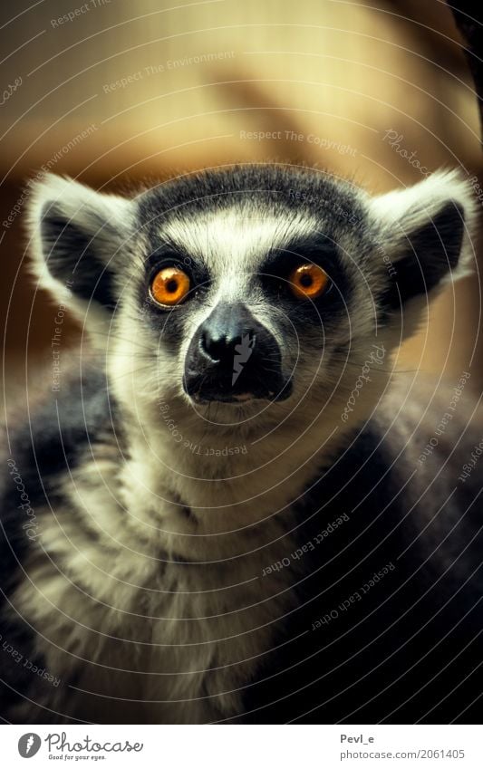 Katta Zoo Dresden Animal Wild animal Ring-tailed Lemur 1 Observe Looking Curiosity Interest Surprise Fear Threat Colour photo Interior shot Deserted