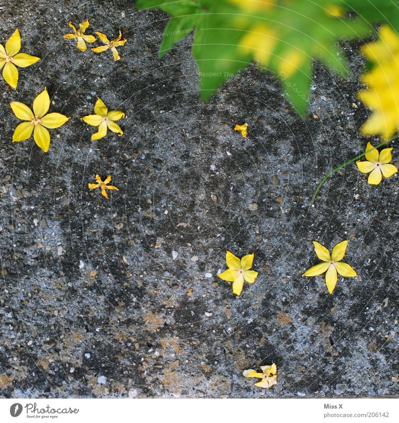 star thaler Garden Nature Plant Flower Leaf Blossom Yellow Star (Symbol) Limp Faded Blossoming Ground Summer Stone floor To fall Lie Green Gray Blossom leave