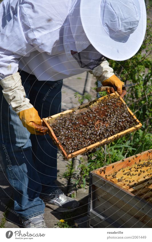 Beekeeper with gloves and veil controls his beehive and searches for queen cells Human being Man Adults 1 Nature Beehive Honey-comb Prey - Bee house Workwear