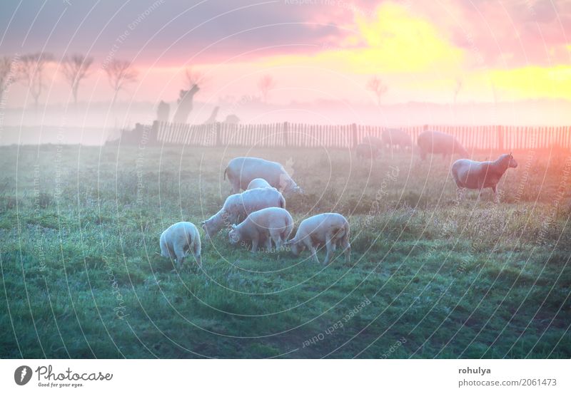 sheep and lambs graze on pasture at sunrise, Holland Summer Sun Nature Landscape Clouds Sunrise Sunset Fog Grass Meadow Animal Farm animal Group of animals