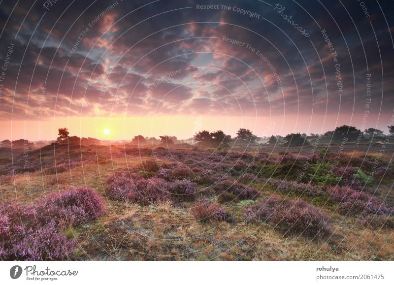 flowering heather at sunrise in summer Summer Sun Nature Landscape Sky Clouds Sunrise Sunset Beautiful weather Flower Blossom Meadow Hill Wild Pink Serene