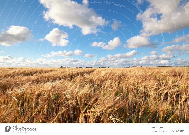 blue sky over wheat field in summer Summer Nature Landscape Sky Clouds Horizon Sunlight Beautiful weather Field Blue White Wheat grain Cereal Ray meadiw