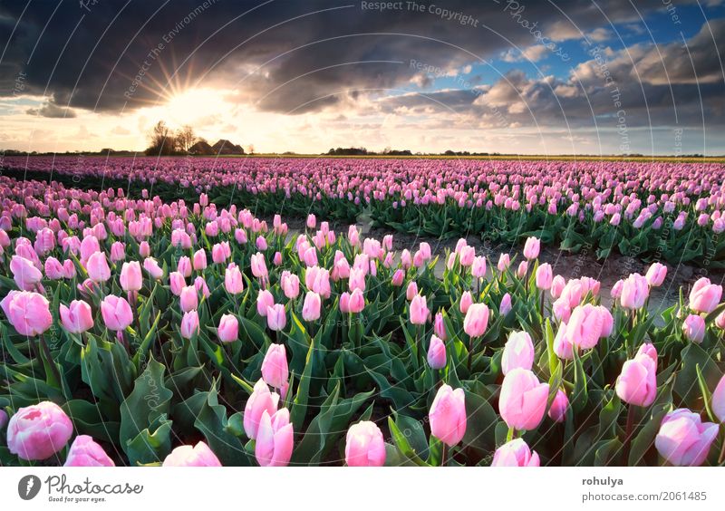 sunshine over pink tulip field, Netherlands Vacation & Travel Sun Culture Nature Landscape Sky Clouds Horizon Sunrise Sunset Spring Beautiful weather Flower