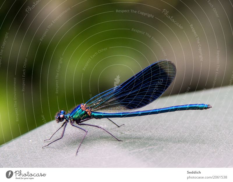 magnificent dragonfly Animal Wing Demoiselles 1 Blue Colour photo Exterior shot