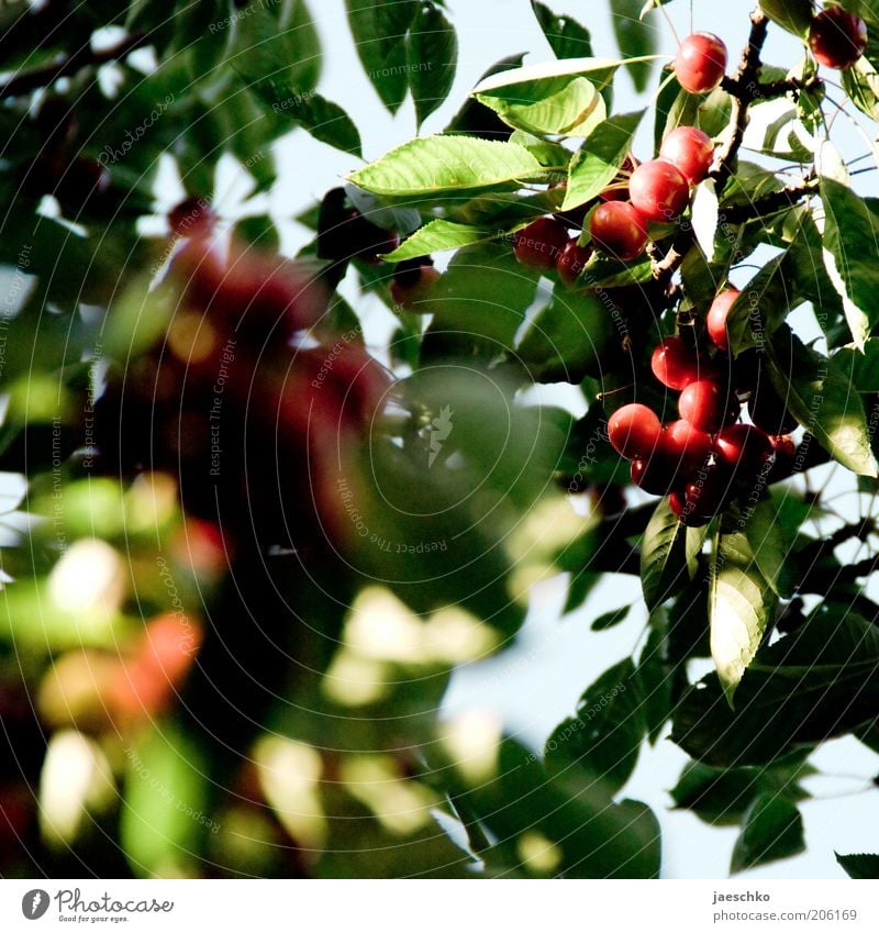 Stone fruit tree detail Nature Summer Tree Leaf Juicy Green Red Cherry Sweet Cherry tree Mature Fruit Fruit trees Colour photo Exterior shot Close-up Detail