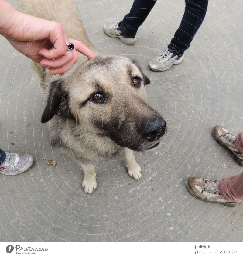 hello dog 03 Human being Hand Feet Group Footwear Animal Pet Dog Pelt Petting zoo 1 Touch To enjoy Love Looking Playing Happy Cuddly Curiosity Cute Under