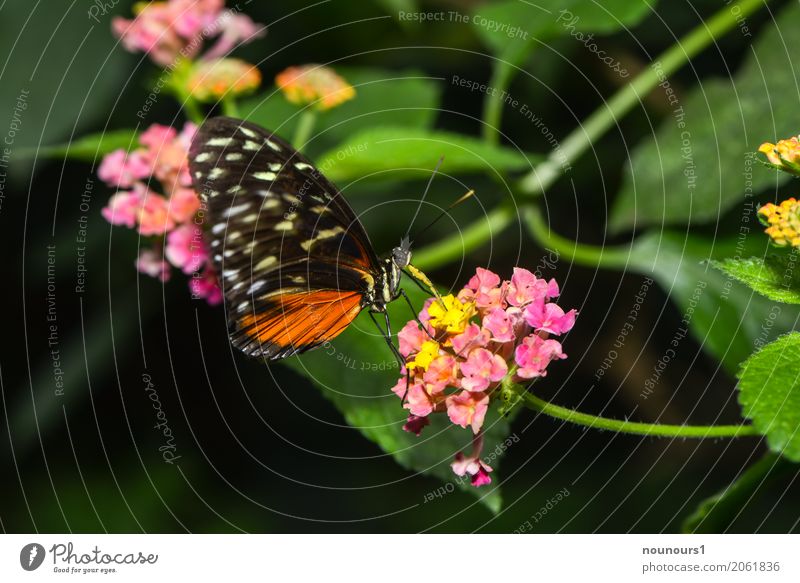 lightness Nature Plant Animal Flower Leaf Blossom Wild animal Butterfly Wing Zoo 1 To feed Hang To swing Sit Drinking Exotic Natural Brown Multicoloured Yellow