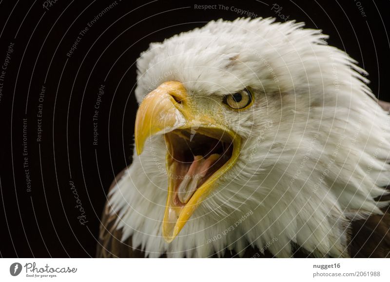 bald eagle Environment Nature Animal Spring Summer Wild animal Bird Animal face Wing Zoo 1 Observe Aggression Esthetic Exceptional Threat Near Anger Brown