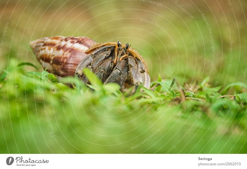 squatters Nature Plant Animal Water Grass Coast Beach Wild animal Snail Mussel Animal face 1 Crawl Hermit crab Shellfish Snail shell Colour photo Multicoloured