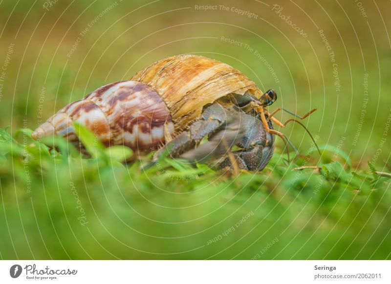 Hermit crab with own home Nature Plant Animal Grass Wild animal Mussel Animal face 1 Crawl Shellfish Colour photo Multicoloured Exterior shot Close-up Detail