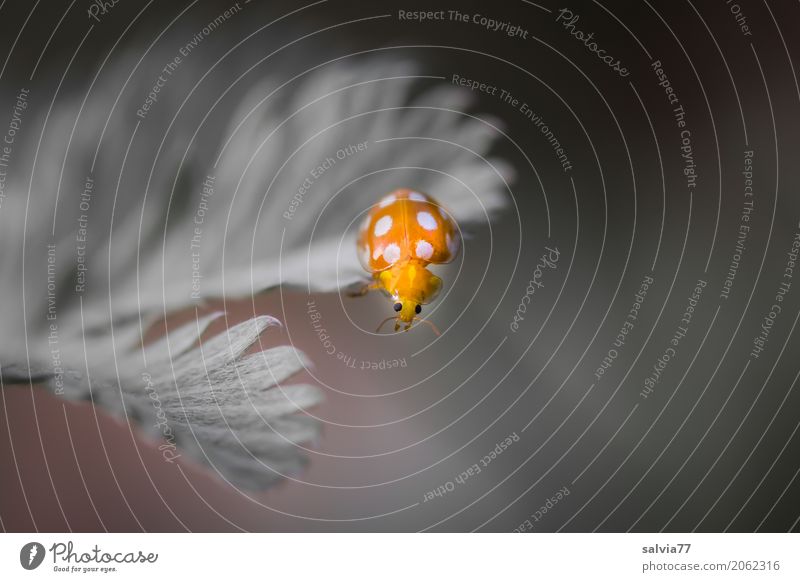 oops Nature Plant Leaf Wild plant Beetle Animal face Insect Ladybird 1 Crawl Esthetic Exceptional Small Cute Above Beautiful Soft Gray Orange Uniqueness Ease