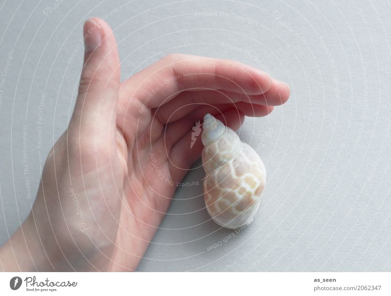 Protect Wellness Harmonious Calm Meditation Hand Fingers Environment Nature Snail Mussel Snail shell Touch To hold on Maritime Round Point Brown Gray White
