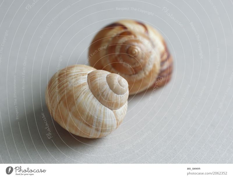 snail shells Style Design Exotic Healthy Wellness Harmonious Senses Calm Meditation Environment Nature Animal Mussel Snail Snail shell 2 Touch Lie Round Brown