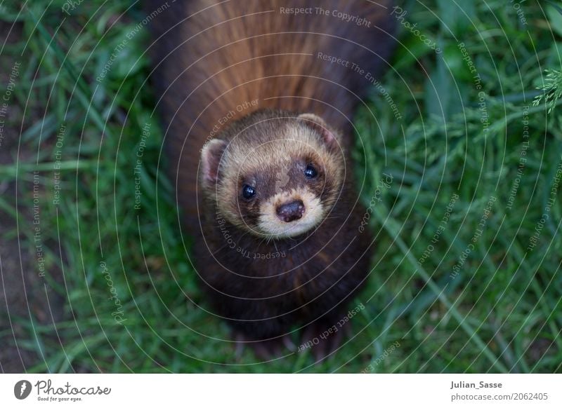 ferrets Nature Animal Grass Wild animal 1 Natural Curiosity Western polecat cuboid Pelt Lawn Exterior shot Green space Clouds snub nose Button eyes Baby animal