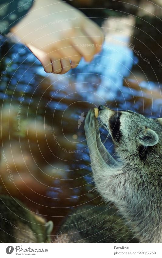 feeding time Human being Child Girl Infancy Hand Fingers Environment Nature Animal Elements Water Summer Pond Wild animal Pelt Paw Zoo Near Natural Soft Raccoon