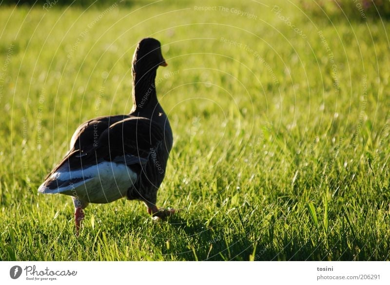 I'm out of here. Nature Meadow Animal Wild animal 1 Walking Duck Waddle Bright Green Colour photo Exterior shot Copy Space right Day Evening Light Shadow
