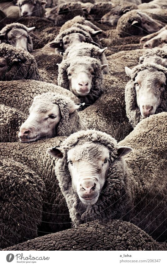 counting sheep Farm animal Pelt Sheep Flock Group of animals Herd Looking Stand Wait Curiosity Warmth Gray Interest Claustrophobia Bizarre Chaos Expectation