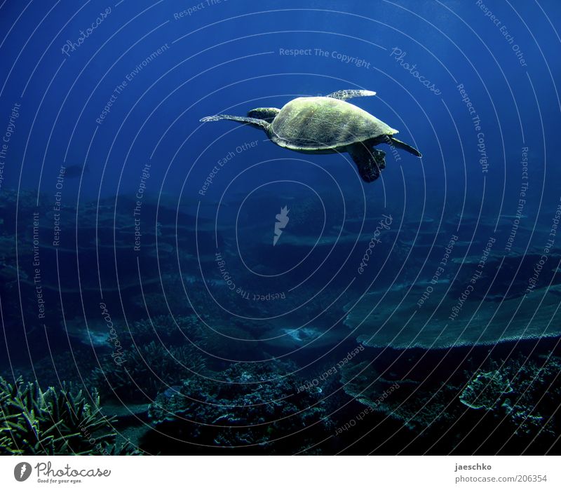 how to fly Coral reef Ocean Turtle 1 Animal Esthetic Contentment Movement Loneliness Elegant Freedom Serene Uniqueness Ease Nature Vacation & Travel