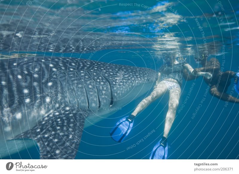 * BUH ... ! * Whale shark Shark Fish Dive Snorkeling Woman Man Encounter with Ocean Water Respect Large Size Surface of water Maldives Vacation & Travel