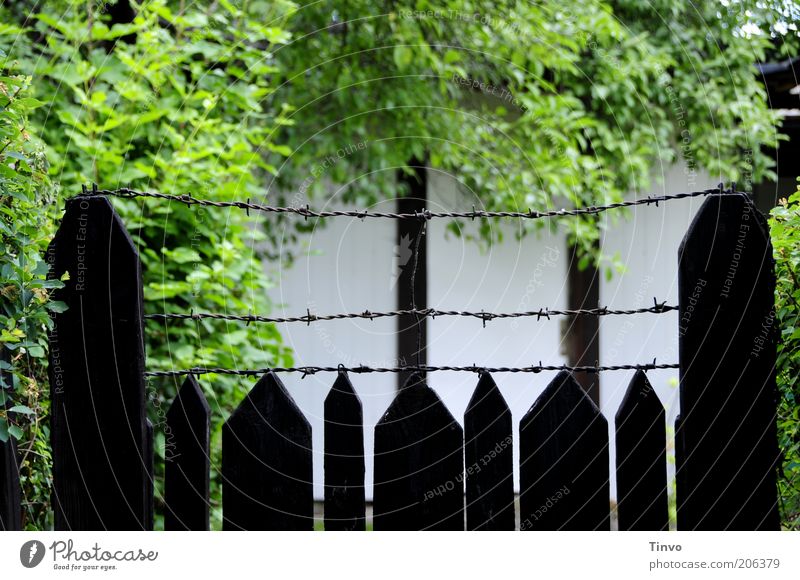 Neighbour's mysterious garden Wall (barrier) Wall (building) Garden Thorny Safety Fence Wooden fence Barbed wire Tree Bushes Remote Gardening Dark Green Black