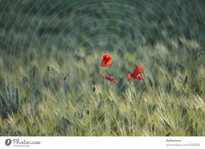 red spots Environment Nature Plant Summer Weather Beautiful weather Wind Warmth Flower Blossom Agricultural crop Wild plant Field Poppy Poppy blossom Grain