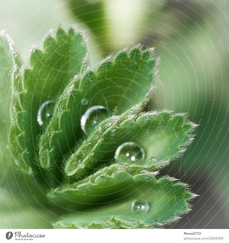order Environment Nature Plant Water Drops of water Spring Summer Weather Leaf Garden Park Meadow Fluid Wet Round Green Dew Tidy up Damp Morning Colour photo