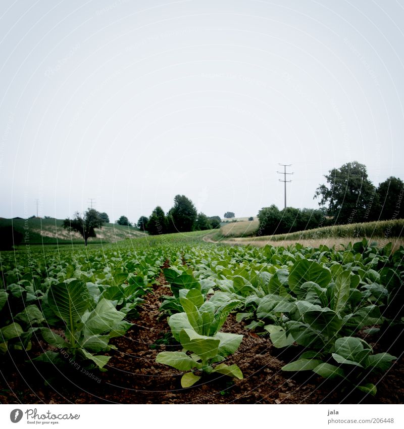 turnip field Nature Plant Sky Agricultural crop Field Sustainability Blue Green Colour photo Exterior shot Deserted Copy Space top Day Long shot Agriculture